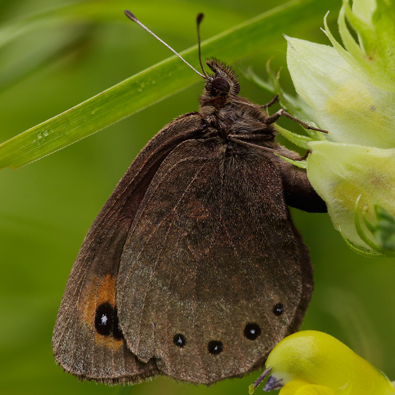 Erebia meolans