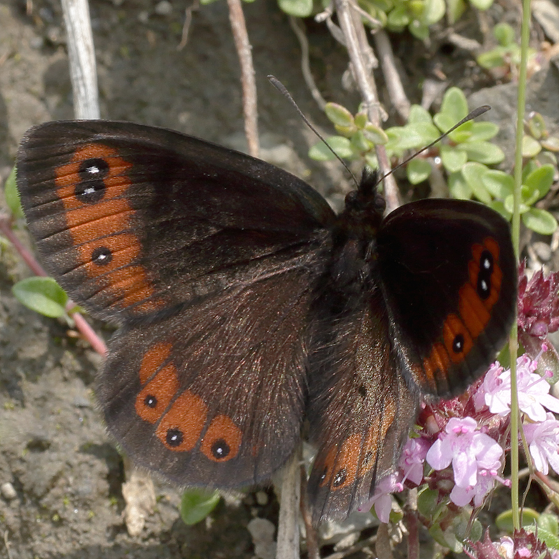 Erebia meolans