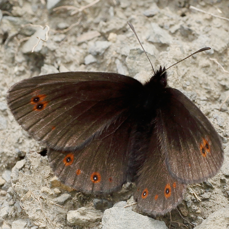 Erebia oeme