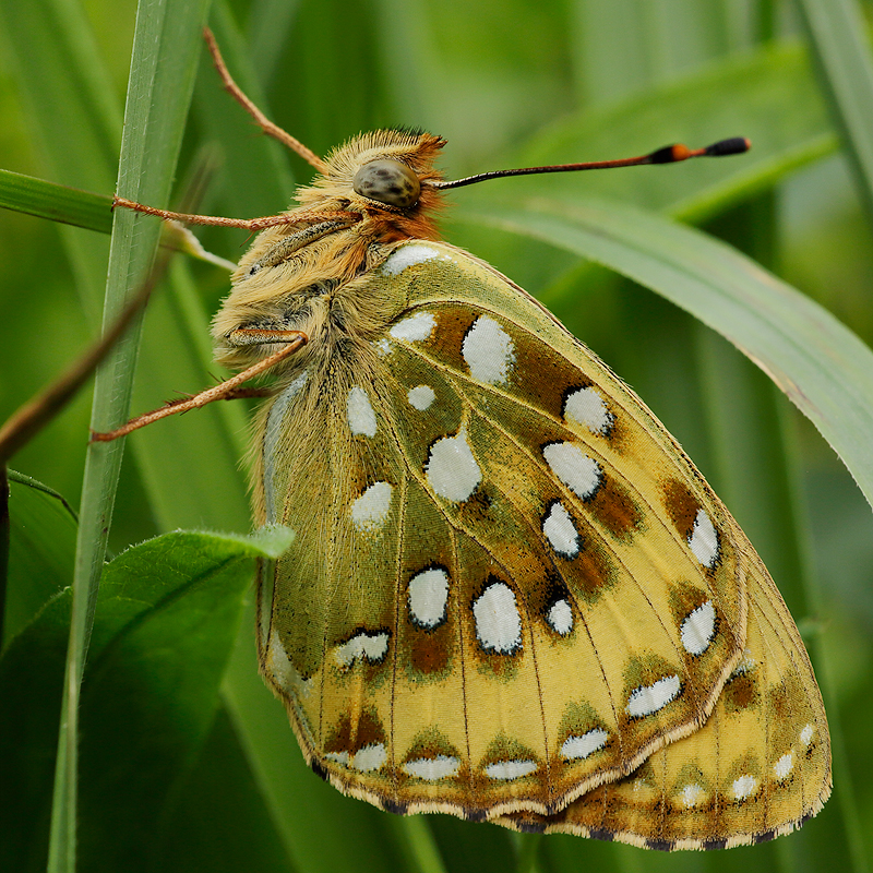 Argynnis aglaja