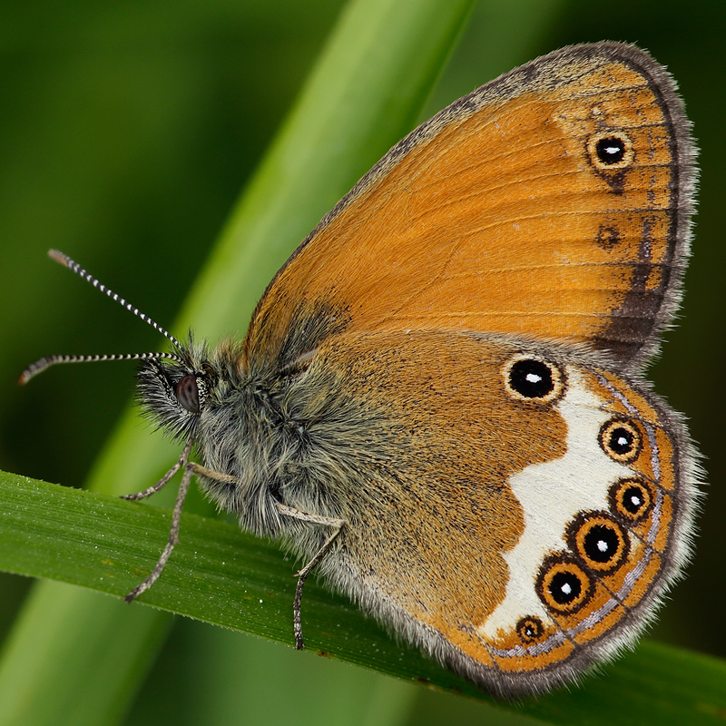 Coenonympha arcania