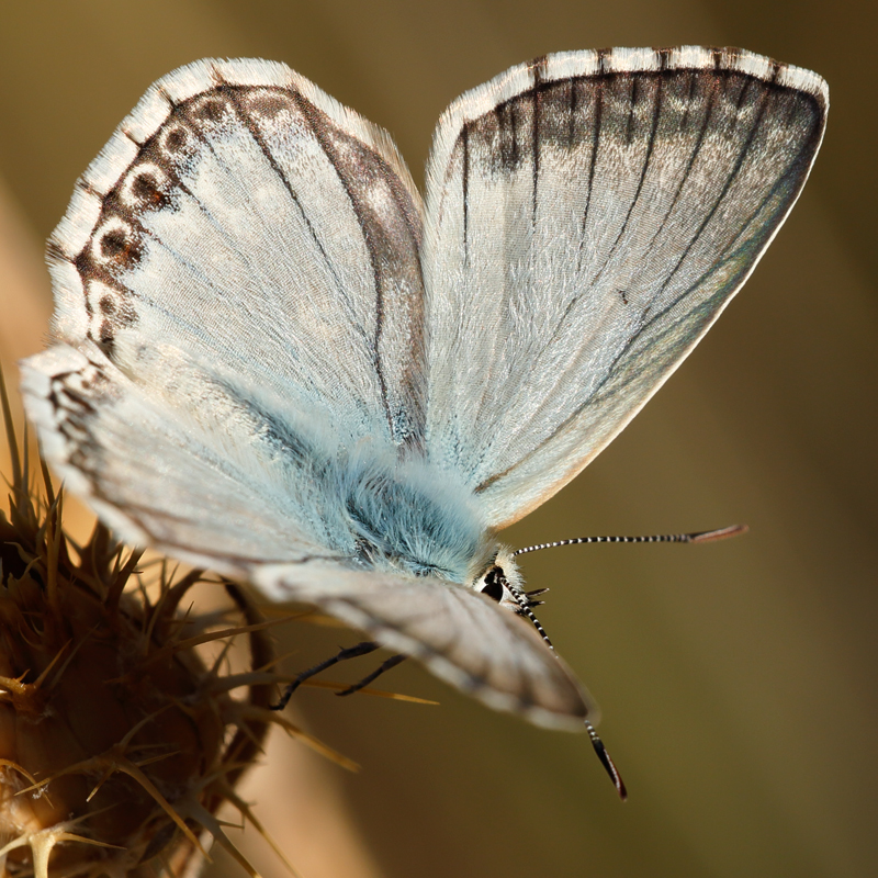 Polyommatus albicans