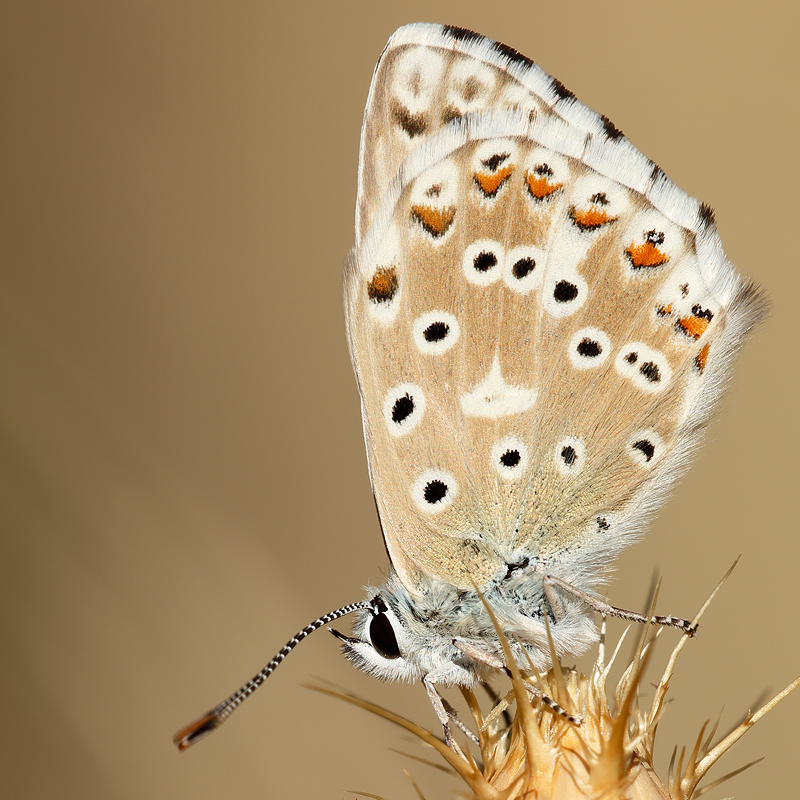 Polyommatus albicans