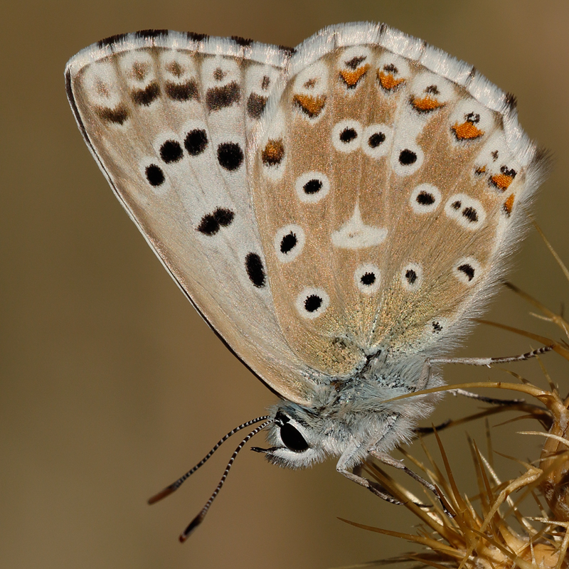 Polyommatus albicans