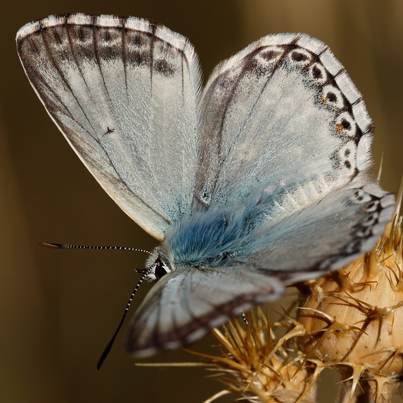 Polyommatus albicans