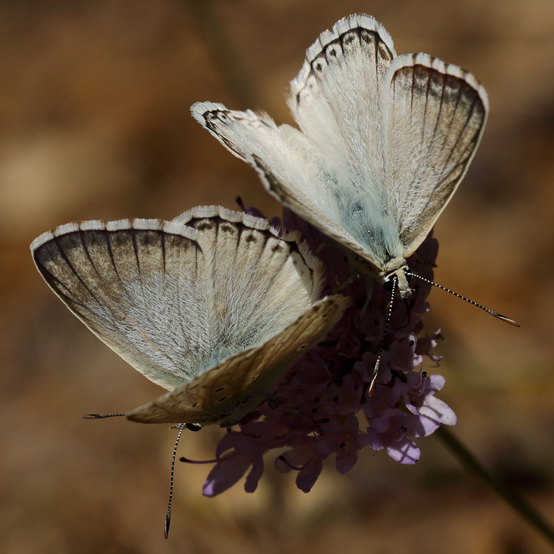 Polyommatus albicans