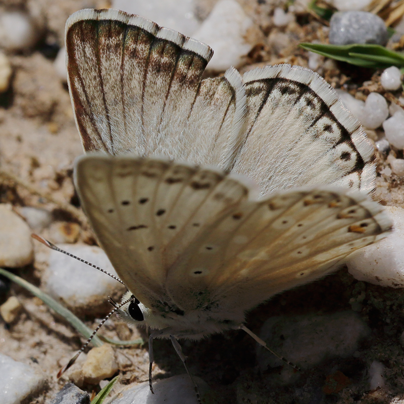 Polyommatus albicans