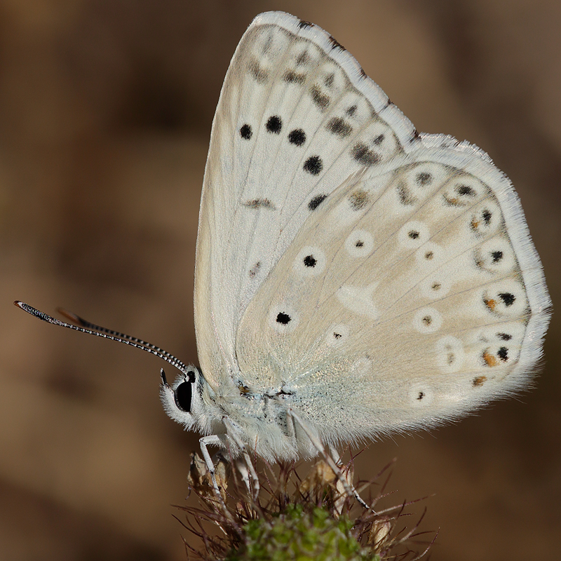 Polyommatus albicans