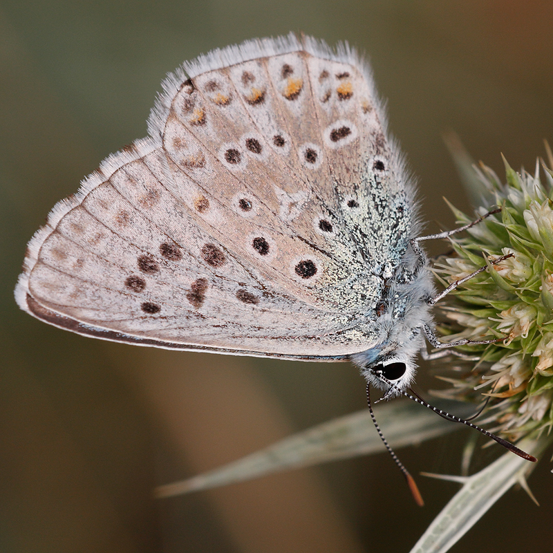 Polyommatus caelestissima (caerulescens)