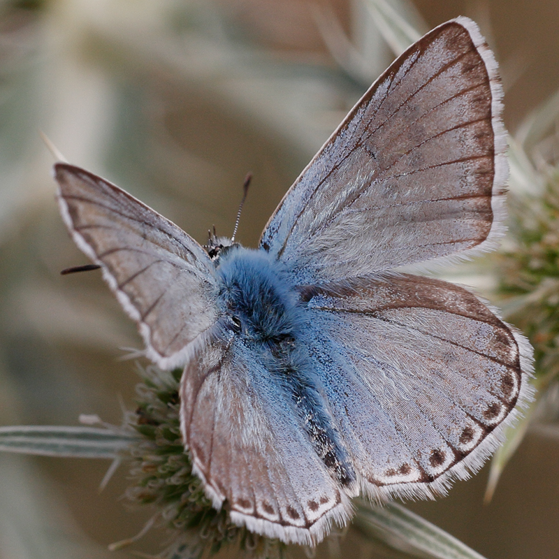 Polyommatus caelestissima (caerulescens)