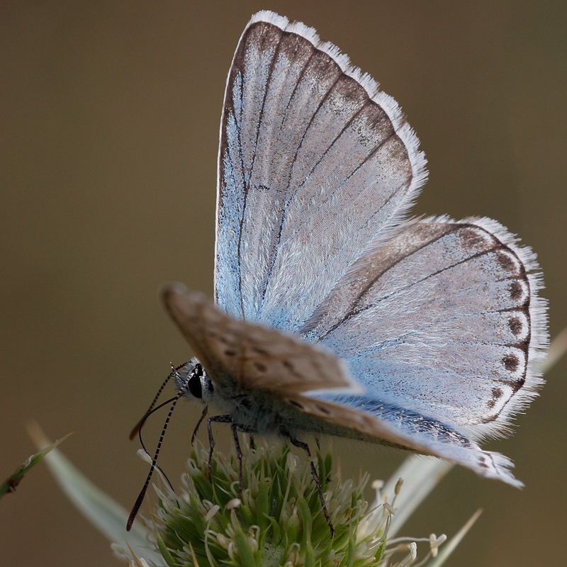 Polyommatus caelestissima (caerulescens)