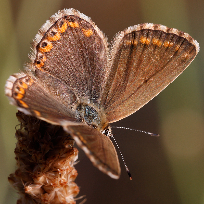 Polyommatus caelestissima