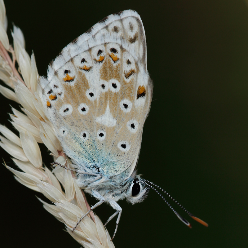 Polyommatus caelestissima