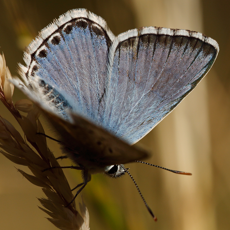 Polyommatus caelestissima