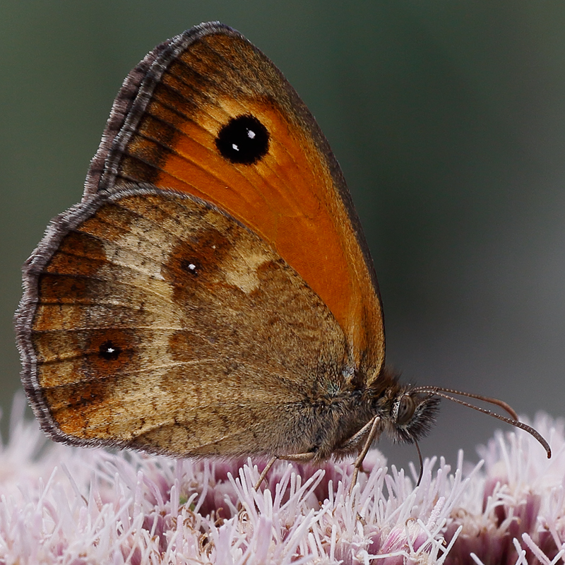 Pyronia tithonus