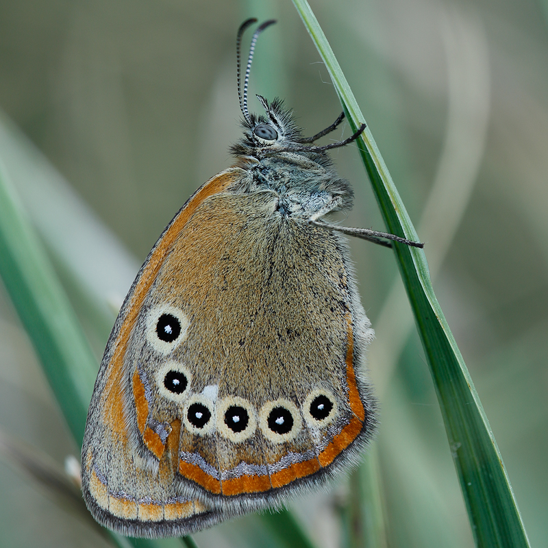 Coenonympha iphioides