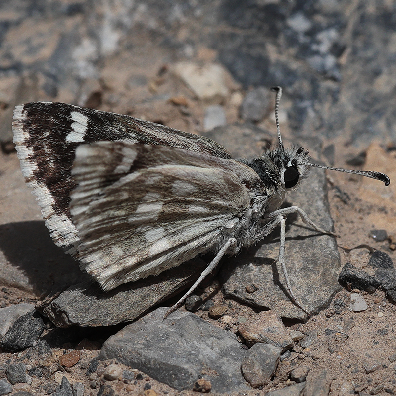Muschampia plurimacula