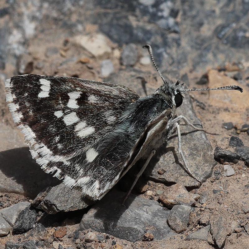 Muschampia plurimacula