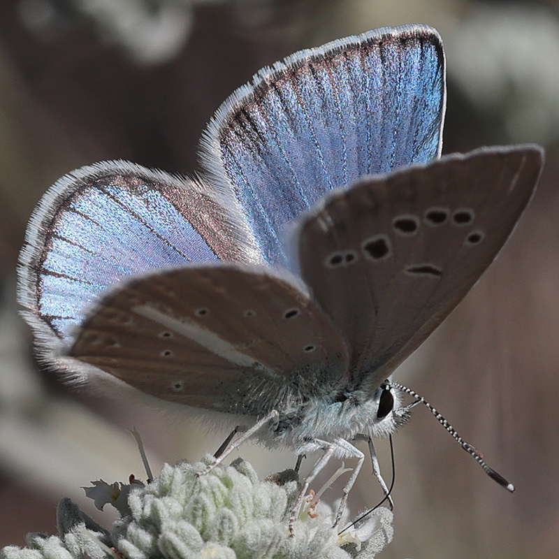 Polyommatus zapvadi