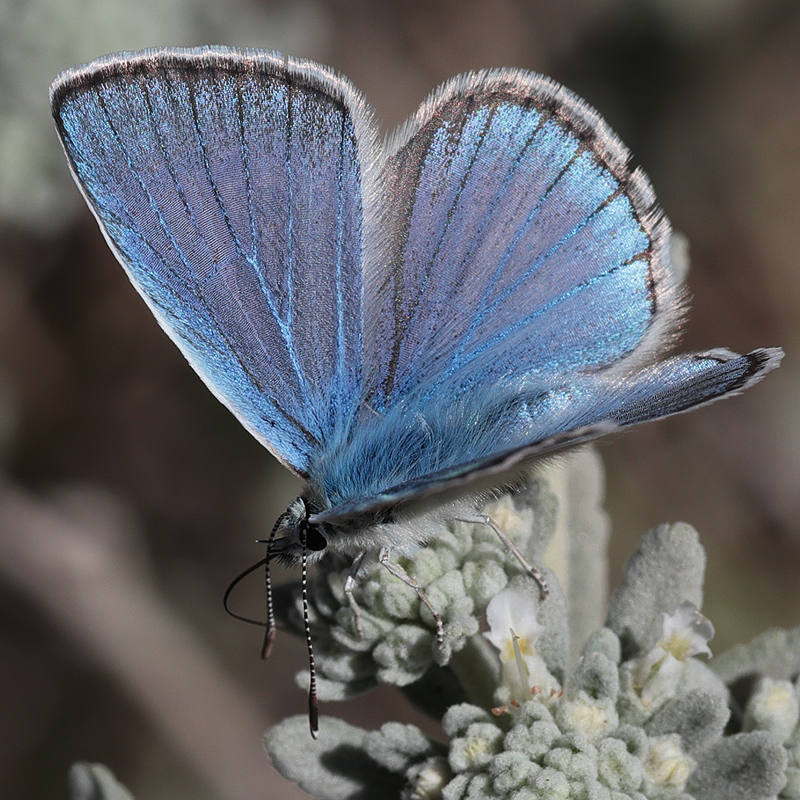 Polyommatus zapvadi