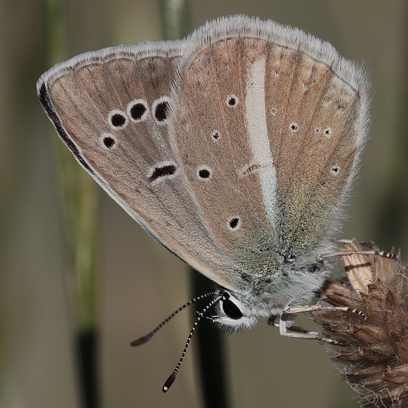 Polyommatus zapvadi
