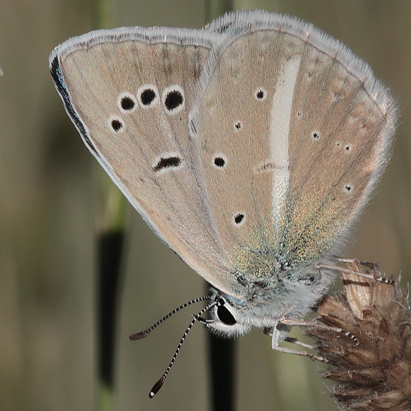 Polyommatus zapvadi