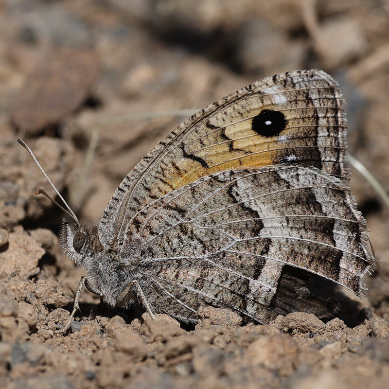 Satyrus iranicus