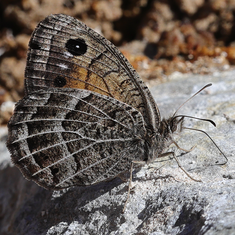 Satyrus iranicus