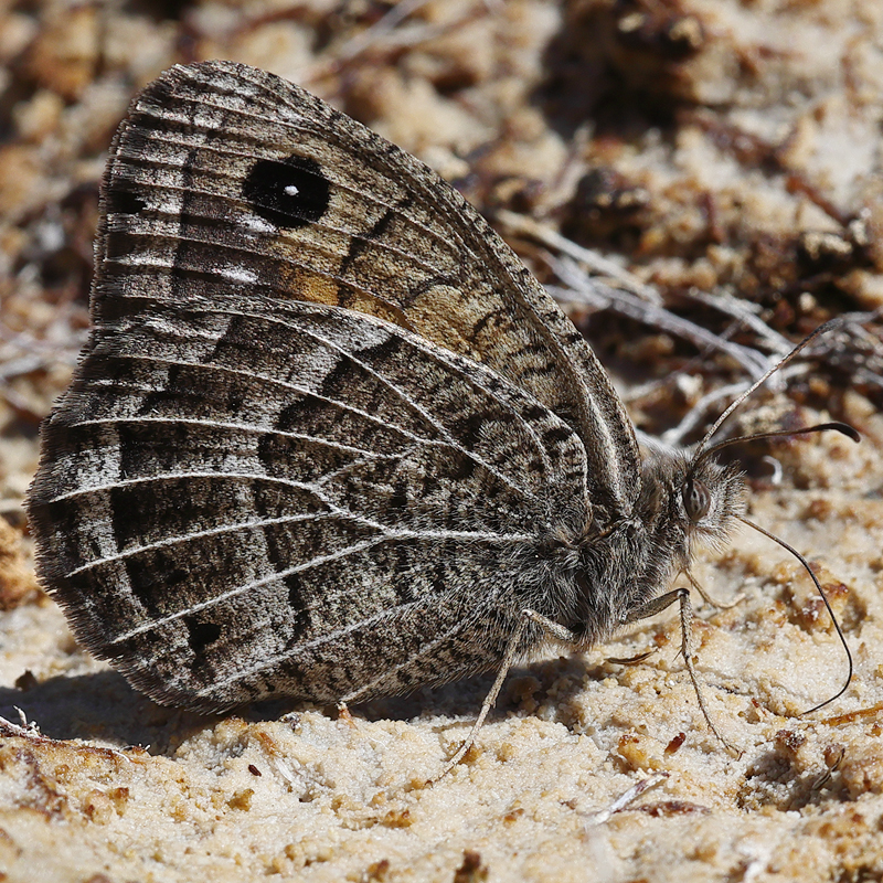 Satyrus iranicus