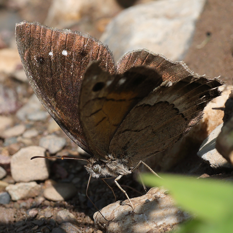 Satyrus favonius