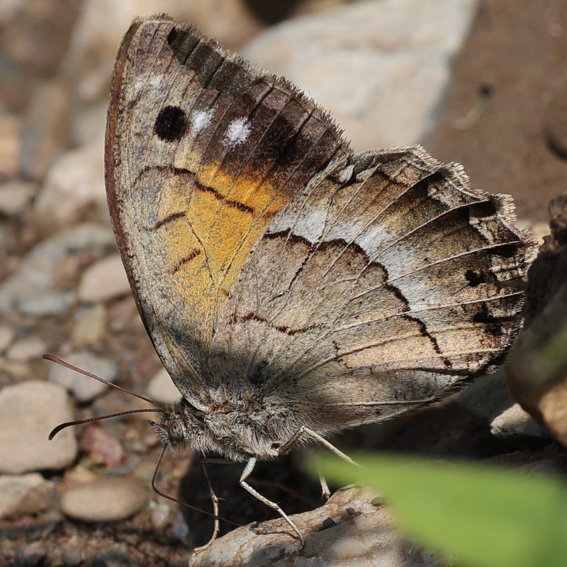 Satyrus favonius