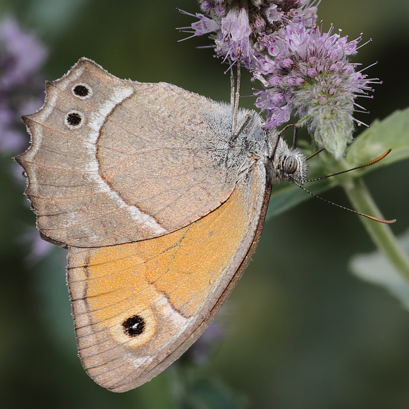 Hyponephele wagneri
