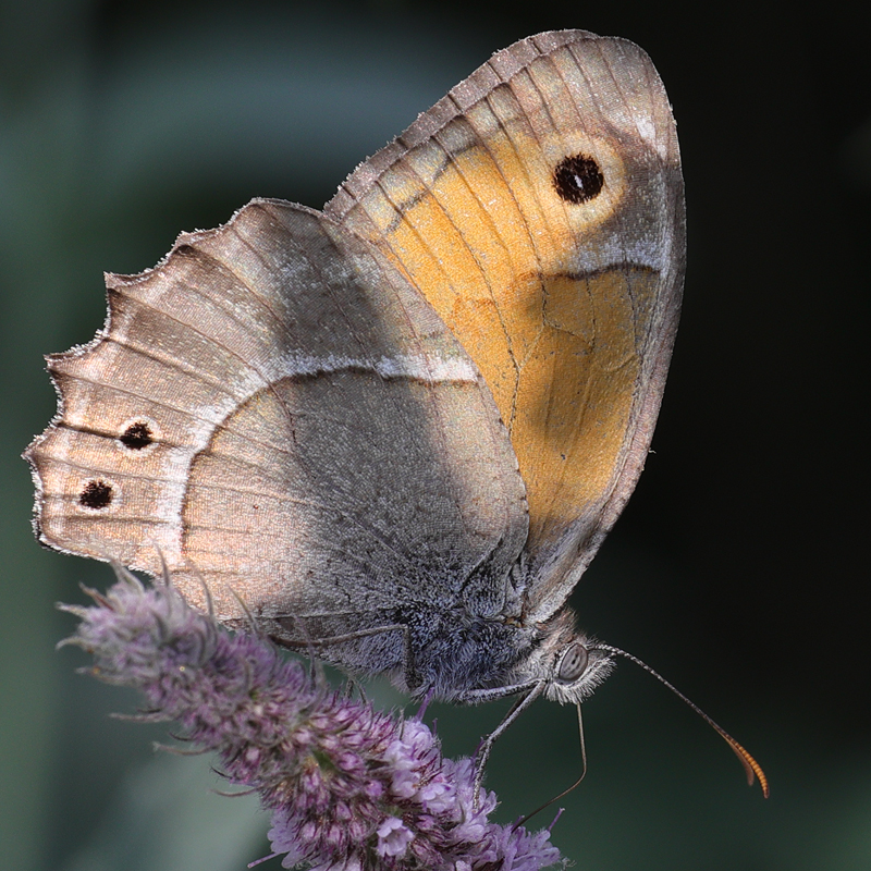 Hyponephele wagneri