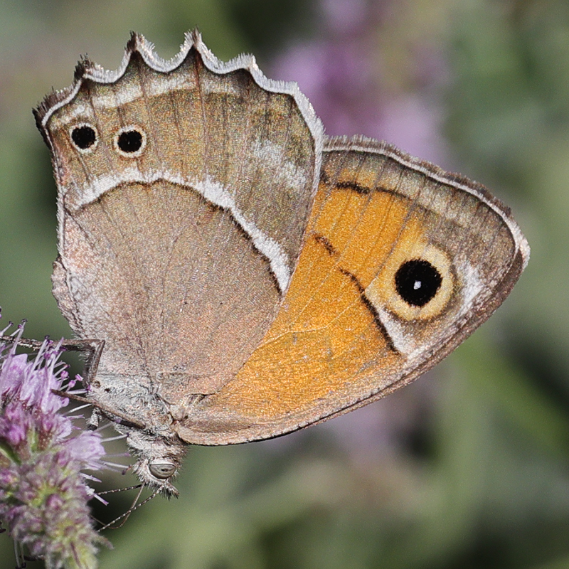 Hyponephele wagneri