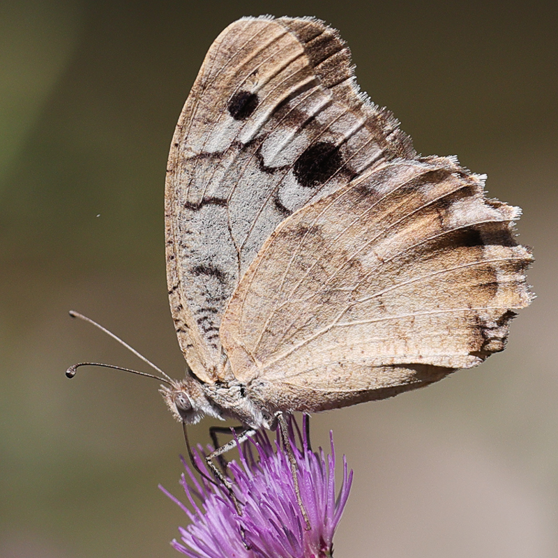 Chazara egina