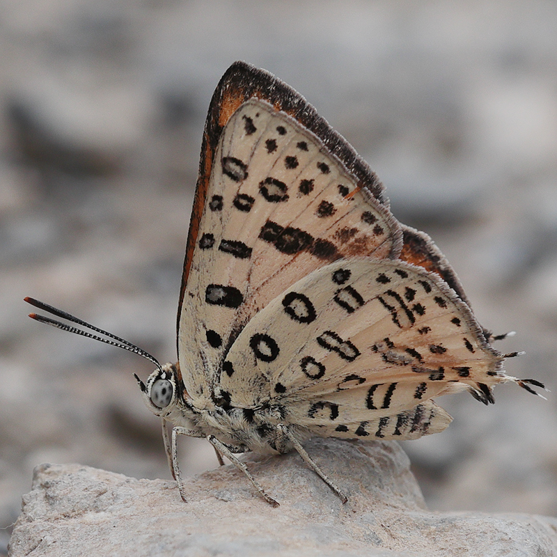 Cigaritis maxima
