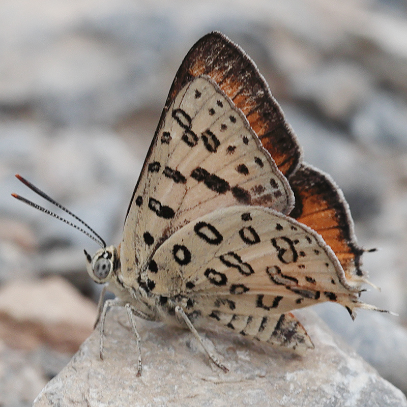 Cigaritis maxima