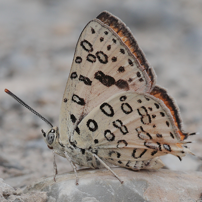 Cigaritis maxima