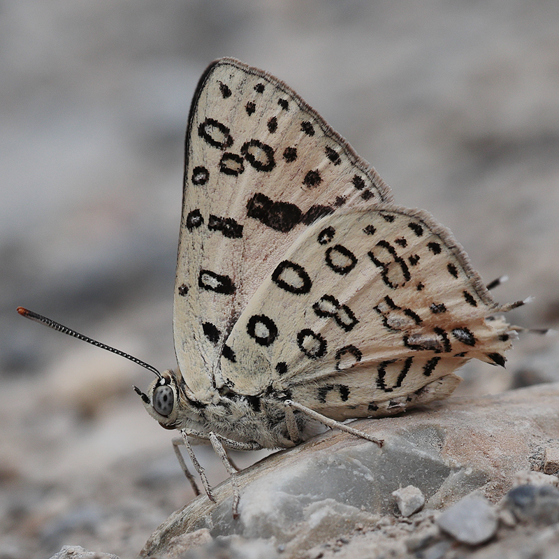 Cigaritis maxima