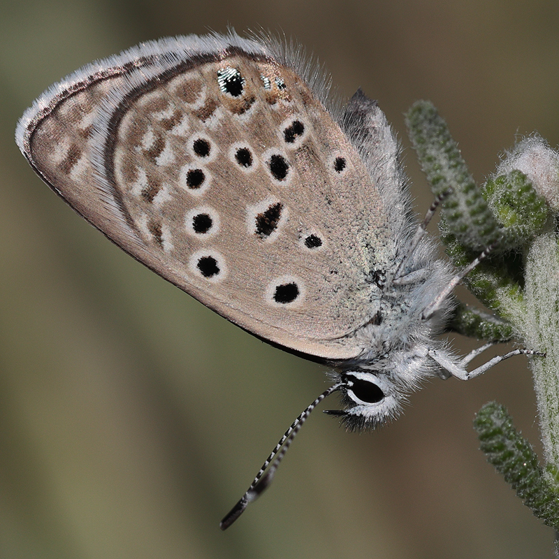 Polyommatus morgianus