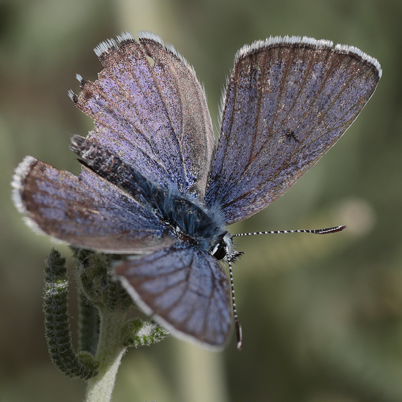 Polyommatus morgianus