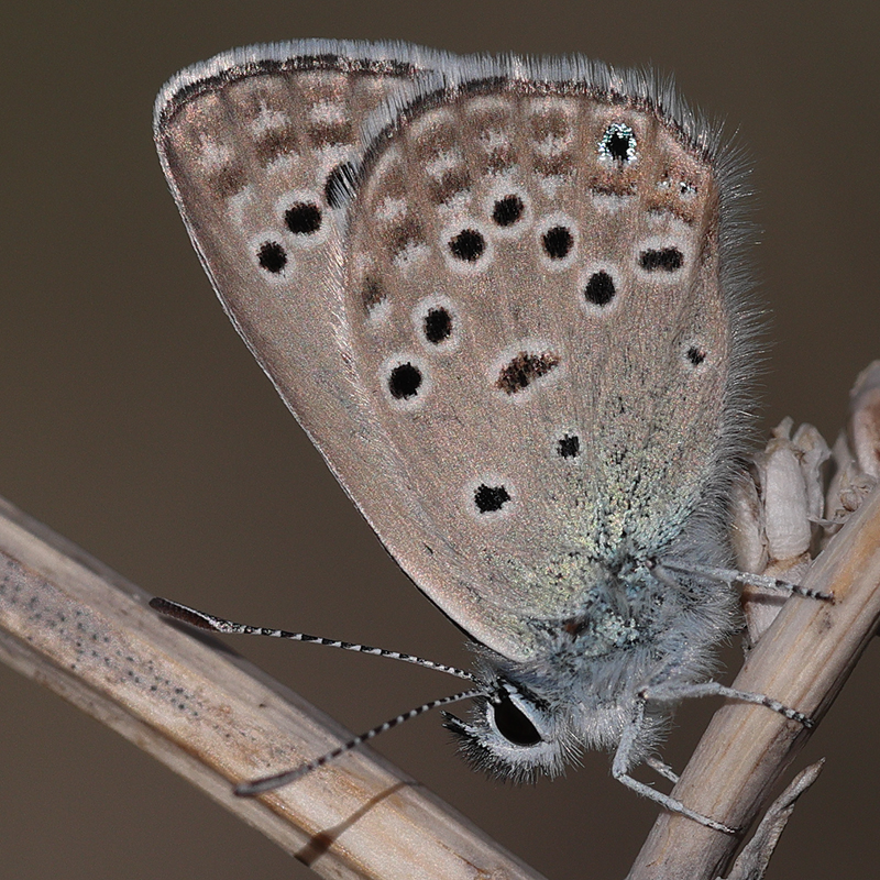Polyommatus morgianus