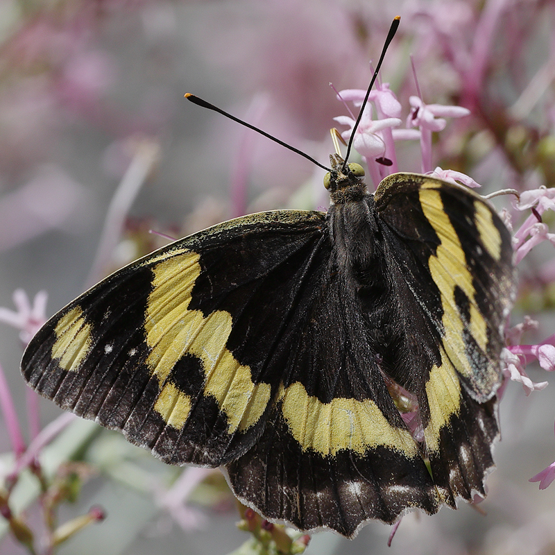 Euapatura mirza