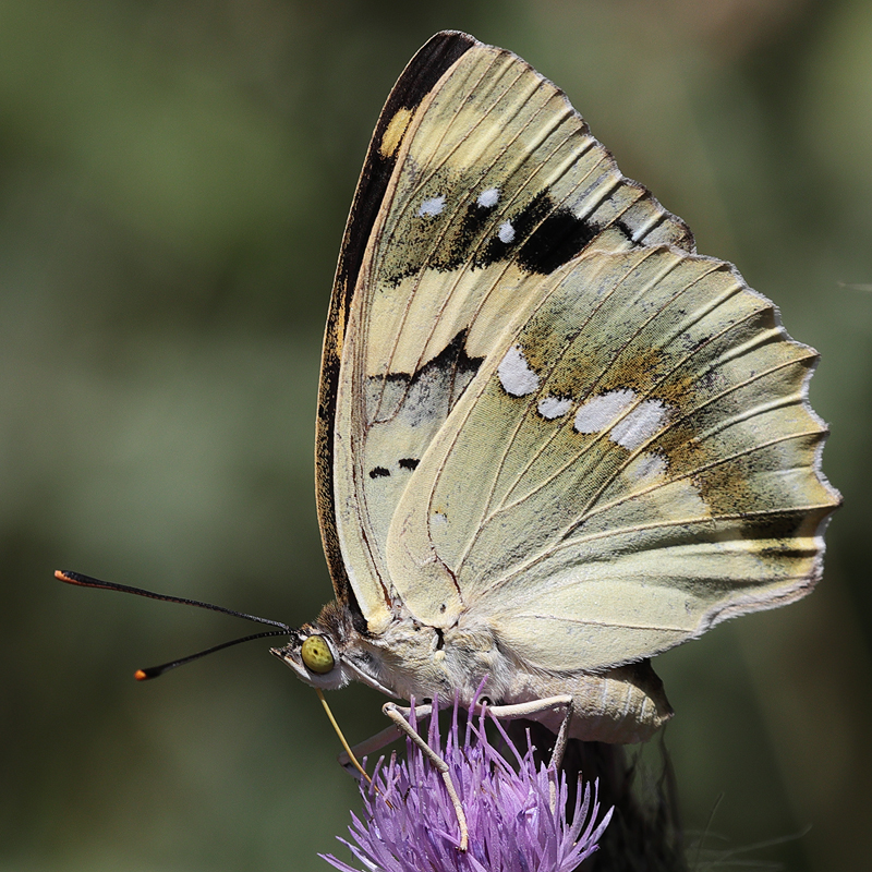Euapatura mirza