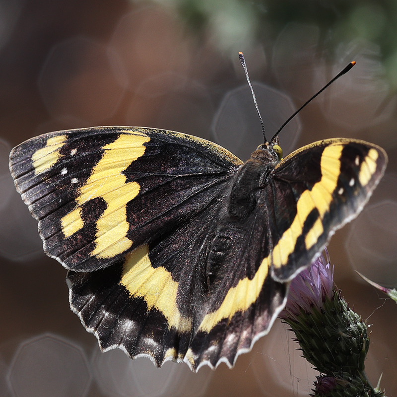 Euapatura mirza
