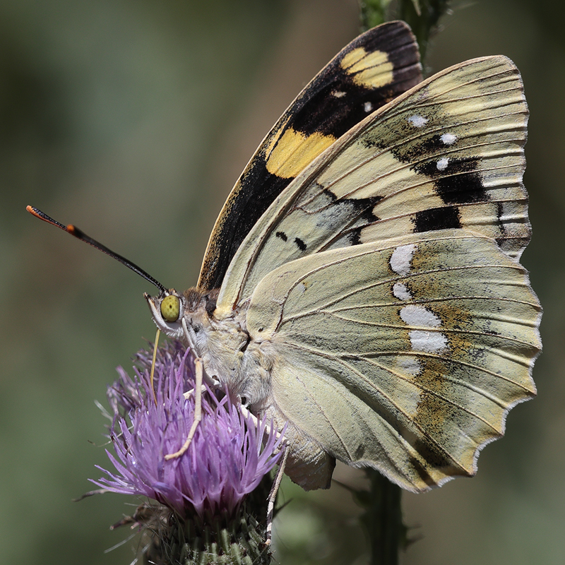 Euapatura mirza