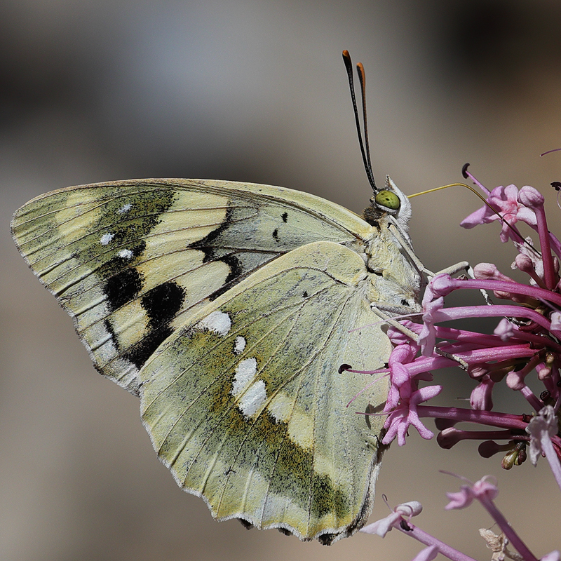 Euapatura mirza