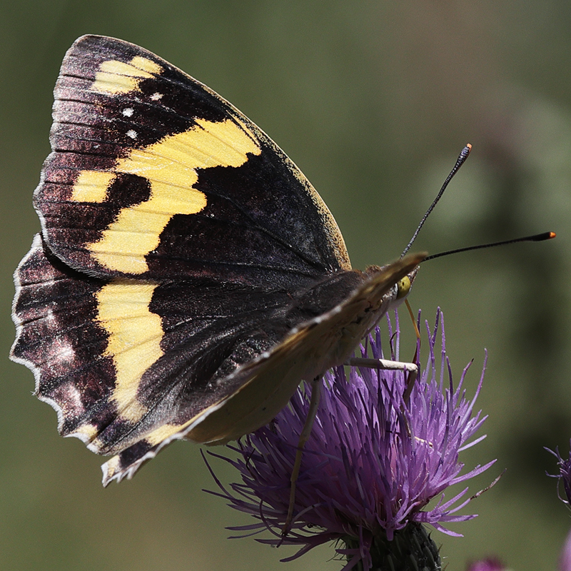 Euapatura mirza