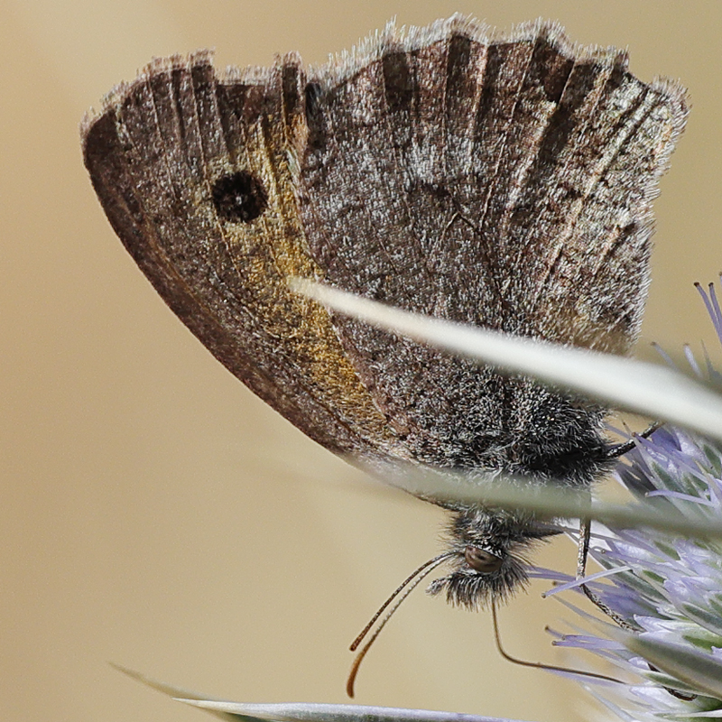Hyponephele kocaki