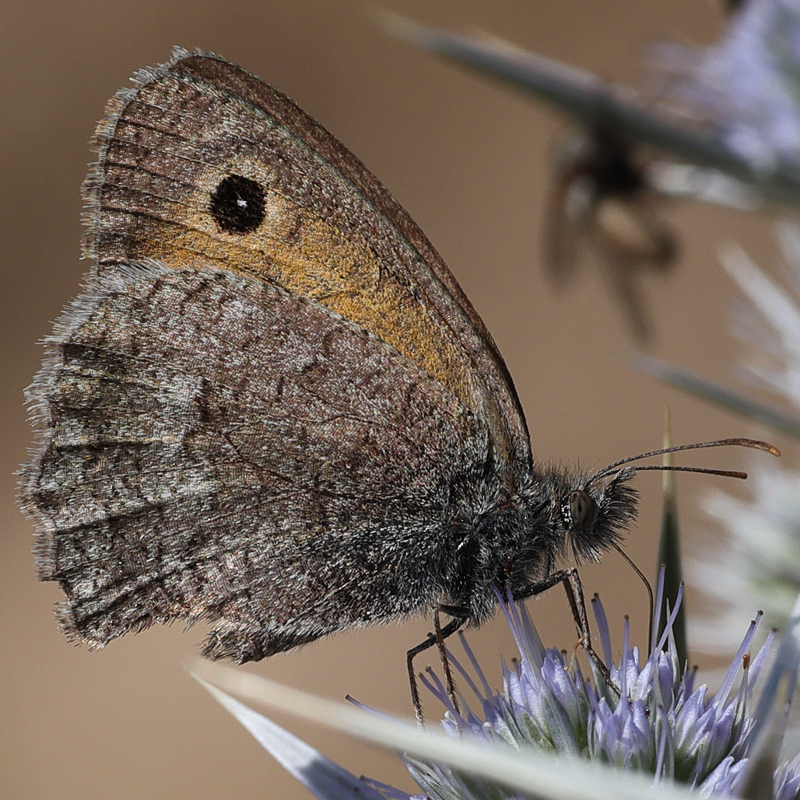 Hyponephele kocaki